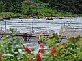 Alaska Wildlife-2